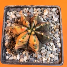 Yağmur Kaktüs Gymnocalycium Mihanovichii 6 cm Koleksiyonluk Özel Tür Kaktüs