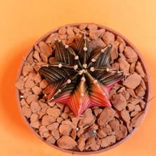 Yağmur Kaktüs Gymnocalycium Mihanovichii 4 cm Koleksiyonluk Özel Tür Kaktüs