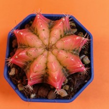 Yağmur Kaktüs Gymnocalycium Mihanovichii 6 cm Koleksiyonluk Özel Tür Kaktüs