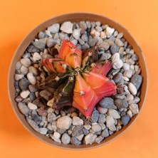 Yağmur Kaktüs Gymnocalycium Mihanovichii 4,5 cm Koleksiyonluk Özel Tür Kaktüs