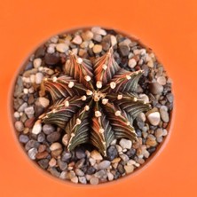 Yağmur Kaktüs Gymnocalycium Mihanovichii 4,5 cm Koleksiyonluk Özel Tür Kaktüs