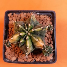 Yağmur Kaktüs Gymnocalycium Mihanovichii 7 cm Koleksiyonluk Özel Tür Kaktüs