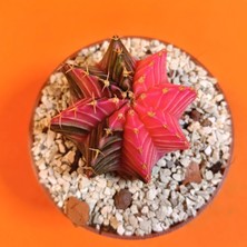 Yağmur Kaktüs Gymnocalycium Mihanovichii 4 cm Koleksiyonluk Özel Tür Kaktüs