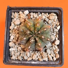 Yağmur Kaktüs Gymnocalycium Mihanovichii 6 cm Koleksiyonluk Özel Tür Kaktüs