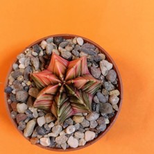 Yağmur Kaktüs Gymnocalycium Mihanovichii 4 cm Koleksiyonluk Özel Tür Kaktüs
