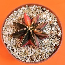 Yağmur Kaktüs Gymnocalycium Mihanovichii 4,5 cm Koleksiyonluk Özel Tür Kaktüs