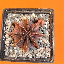 Yağmur Kaktüs Gymnocalycium Mihanovichii 6 cm Koleksiyonluk Özel Tür Kaktüs