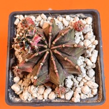 Yağmur Kaktüs Gymnocalycium Mihanovichii 7 cm Koleksiyonluk Özel Tür Kaktüs