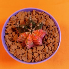 Yağmur Kaktüs Gymnocalycium Mihanovichii 4 cm Koleksiyonluk Özel Tür Kaktüs