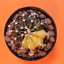 Yağmur Kaktüs Gymnocalycium Mihanovichii 6 cm Koleksiyonluk Özel Tür Kaktüs