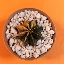 Yağmur Kaktüs Gymnocalycium Mihanovichii 4 cm Koleksiyonluk Özel Tür Kaktüs
