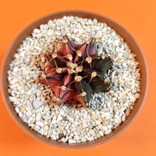 Yağmur Kaktüs Gymnocalycium Mihanovichii 4 cm Koleksiyonluk Özel Tür Kaktüs
