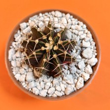 Yağmur Kaktüs Gymnocalycium Mihanovichii 5 cm Koleksiyonluk Özel Tür Kaktüs