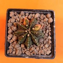 Yağmur Kaktüs Gymnocalycium Mihanovichii 6 cm Koleksiyonluk Özel Tür Kaktüs