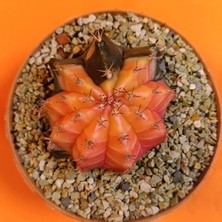 Yağmur Kaktüs Gymnocalycium Mihanovichii 5 cm Koleksiyonluk Özel Tür Kaktüs