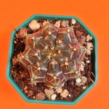Yağmur Kaktüs Gymnocalycium Mihanovichii 5 cm Koleksiyonluk Özel Tür Kaktüs