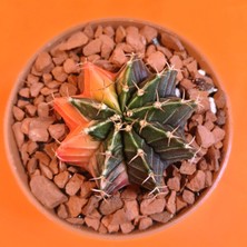 Yağmur Kaktüs Gymnocalycium Mihanovichii 5 cm Koleksiyonluk Özel Tür Kaktüs