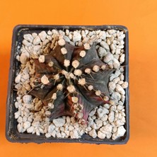 Yağmur Kaktüs Gymnocalycium Mihanovichii 7 cm Koleksiyonluk Özel Tür Kaktüs