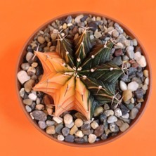 Yağmur Kaktüs Gymnocalycium Mihanovichii 5 cm Koleksiyonluk Özel Tür Kaktüs