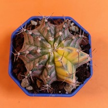 Yağmur Kaktüs Gymnocalycium Mihanovichii 6 cm Koleksiyonluk Özel Tür Kaktüs