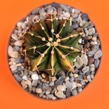 Yağmur Kaktüs Gymnocalycium Mihanovichii 5 cm Koleksiyonluk Özel Tür Kaktüs
