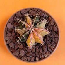 Yağmur Kaktüs Gymnocalycium Mihanovichii 5 cm Koleksiyonluk Özel Tür Kaktüs
