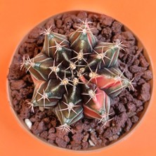 Yağmur Kaktüs Gymnocalycium Mihanovichii 5,5 cm Koleksiyonluk Özel Tür Kaktüs