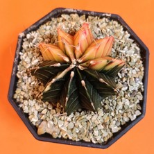 Yağmur Kaktüs Gymnocalycium Mihanovichii 4,5 cm Koleksiyonluk Özel Tür Kaktüs