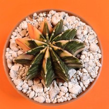 Yağmur Kaktüs Gymnocalycium Mihanovichii 6 cm Koleksiyonluk Özel Tür Kaktüs