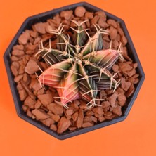 Yağmur Kaktüs Gymnocalycium Mihanovichii 5 cm Koleksiyonluk Özel Tür Kaktüs