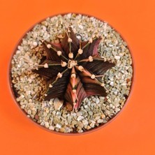 Yağmur Kaktüs Gymnocalycium Mihanovichii 4,5 cm Koleksiyonluk Özel Tür Kaktüs