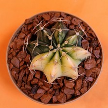 Yağmur Kaktüs Gymnocalycium Mihanovichii 4,5 cm Koleksiyonluk Özel Tür Kaktüs