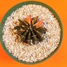 Yağmur Kaktüs Gymnocalycium Mihanovichii 4 cm Koleksiyonluk Özel Tür Kaktüs