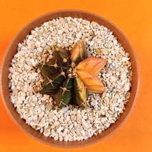 Yağmur Kaktüs Gymnocalycium Mihanovichii 4 cm Koleksiyonluk Özel Tür Kaktüs