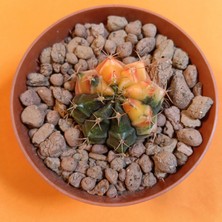 Yağmur Kaktüs Gymnocalycium Mihanovichii 4 cm Koleksiyonluk Özel Tür Kaktüs