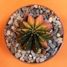 Yağmur Kaktüs Gymnocalycium Mihanovichii 4 cm Koleksiyonluk Özel Tür Kaktüs