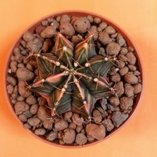 Yağmur Kaktüs Gymnocalycium Mihanovichii 5 cm Koleksiyonluk Özel Tür Kaktüs