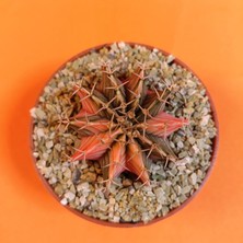 Yağmur Kaktüs Gymnocalycium Mihanovichii 4 cm Koleksiyonluk Özel Tür Kaktüs