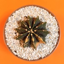 Yağmur Kaktüs Gymnocalycium Mihanovichii 4,5 cm Koleksiyonluk Özel Tür Kaktüs