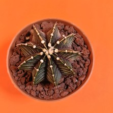 Yağmur Kaktüs Gymnocalycium Mihanovichii 6 cm Koleksiyonluk Özel Tür Kaktüs
