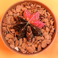 Yağmur Kaktüs Gymnocalycium Mihanovichii 4,5 cm Koleksiyonluk Özel Tür Kaktüs