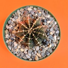 Yağmur Kaktüs Gymnocalycium Mihanovichii 4,5 cm Koleksiyonluk Özel Tür Kaktüs