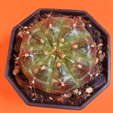 Yağmur Kaktüs Gymnocalycium Mihanovichii 6 cm Koleksiyonluk Özel Tür Kaktüs