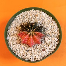 Yağmur Kaktüs Gymnocalycium Mihanovichii 4 cm Koleksiyonluk Özel Tür Kaktüs
