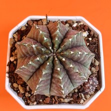 Yağmur Kaktüs Gymnocalycium Inermis Variegata – 9 cm Özel Tür Kaktüs