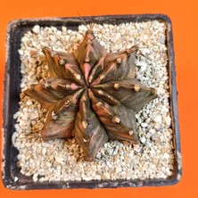 Yağmur Kaktüs Gymnocalycium Mihanovichii 7 cm Koleksiyonluk Özel Tür Kaktüs