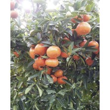 W.murcot Mandalina Fidanı Peyzaj Yağmur Tüplü Fidan 5 - 15 cm Saksıda Kolay Yetişen Fidan