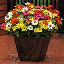 Die Grup Tohhum Zinnia Tohumu(Zinnia Elegans)