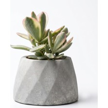 Die Grup Zevli Ateliera® El Yapımı Beton Saksı + Canlı Sukulent & Kaktüs Koleksiyonu Gri Geo Saksılı Rainbow Jade (Para Çiçeği)