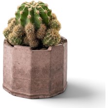 Die Grup Zevli Ateliera® El Yapımı Beton Saksı + Canlı Sukulent & Kaktüs Koleksiyonu (Kızıl Toprak, Geo, Echinopsis Oxygona (Kaynana Topuzu))